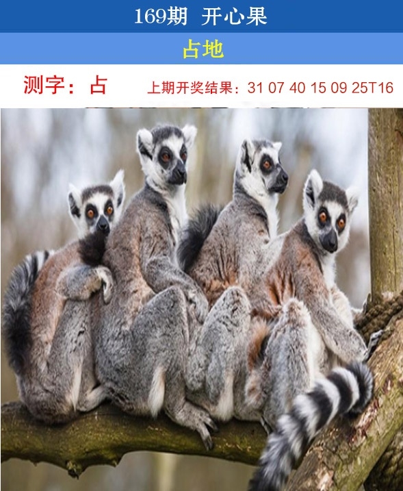 169期开心果先锋