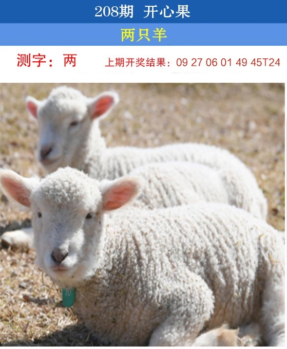 208期开心果先锋