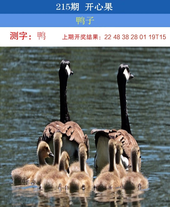 215期开心果先锋