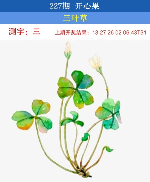 227期开心果先锋
