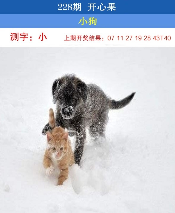 228期开心果先锋