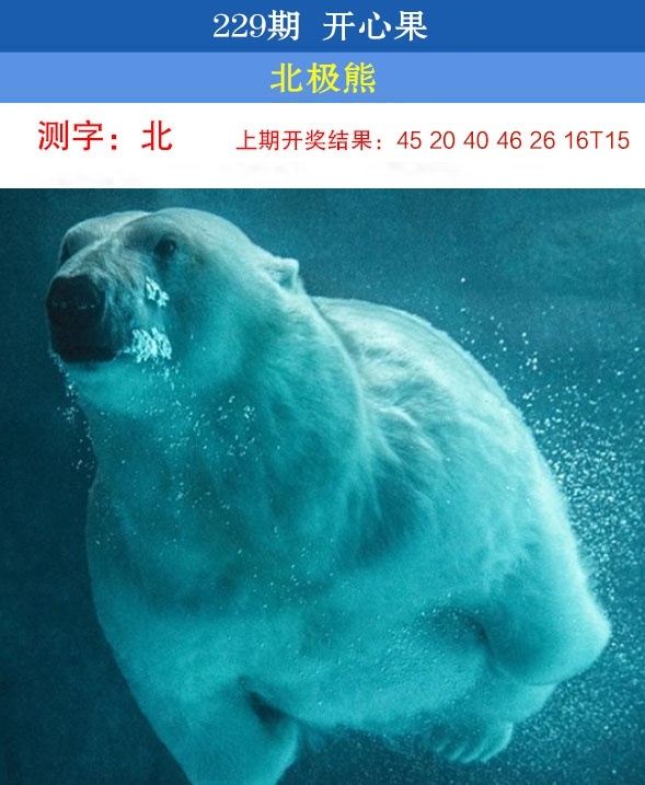 229期开心果先锋